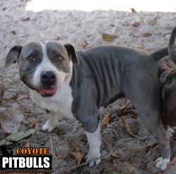Dog Featured Image