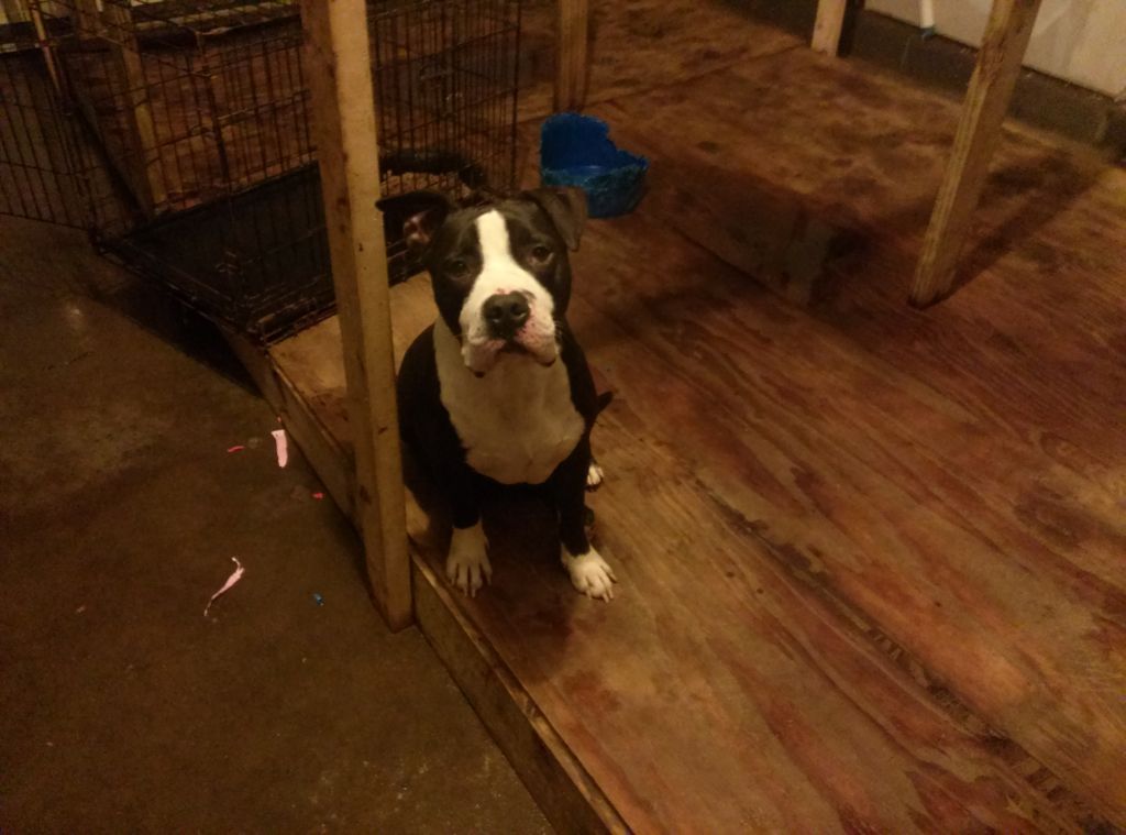 Dog Featured Image