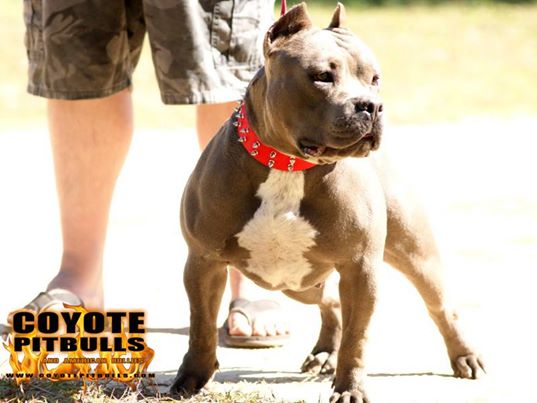 Dog Featured Image