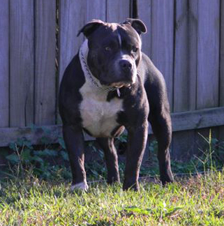 Dog Featured Image