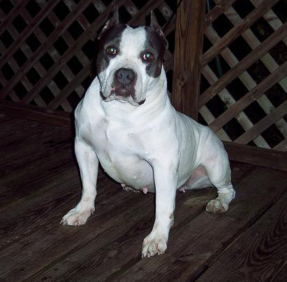 Dog Featured Image
