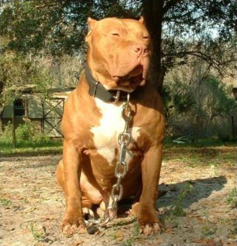 Dog Featured Image