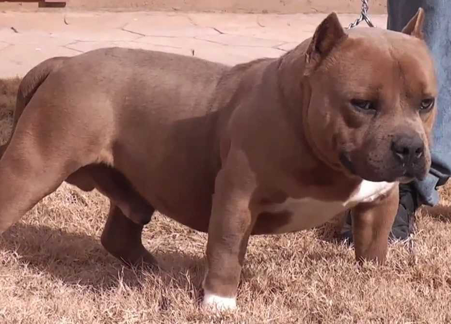 Dog Featured Image