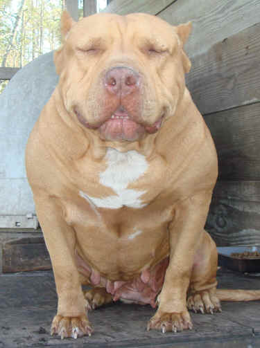 Dog Featured Image