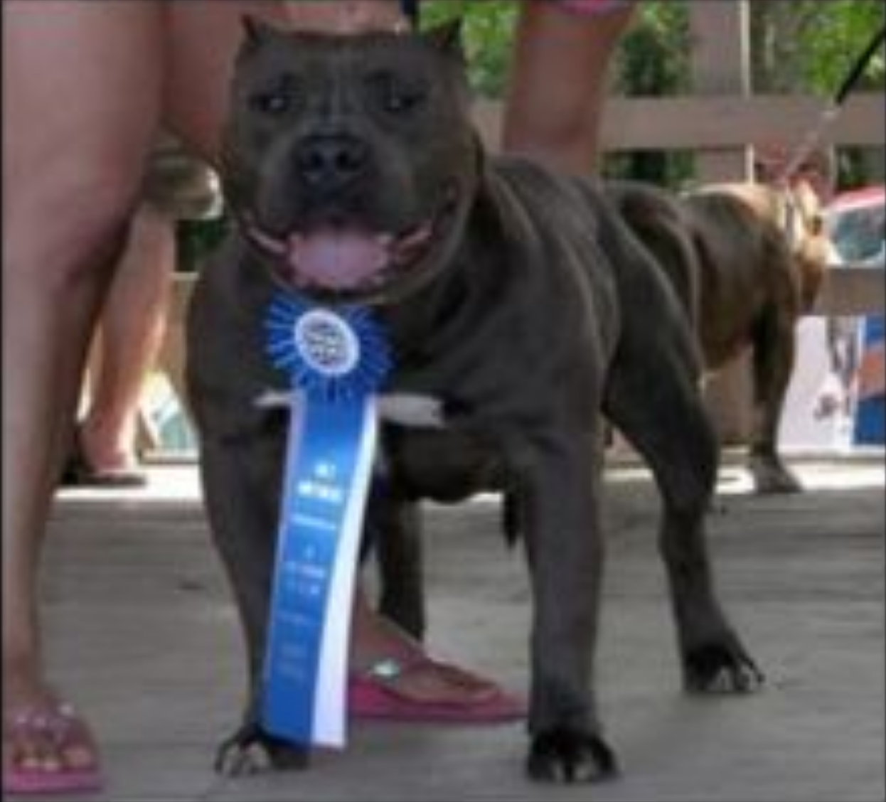 Dog Featured Image