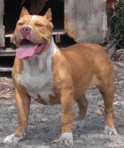Dog Featured Image
