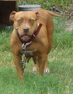 Dog Featured Image