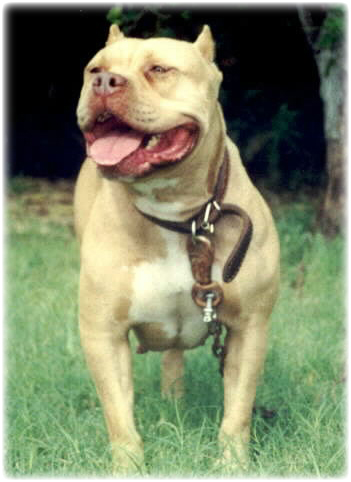 Dog Featured Image