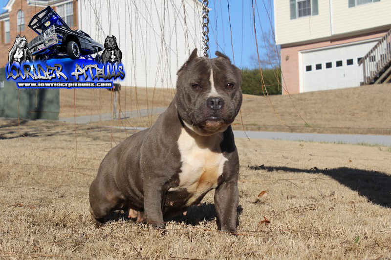 Dog Featured Image