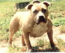 Dog Featured Image