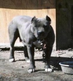 Dog Featured Image