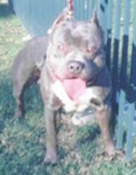 Dog Featured Image