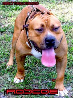 Dog Featured Image