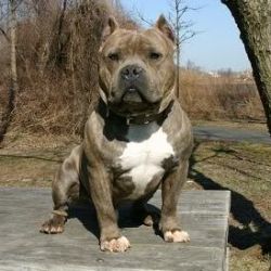 Dog Featured Image