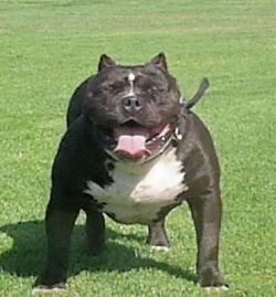 Dog Featured Image