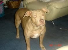 Dog Featured Image