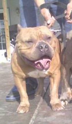 Dog Featured Image