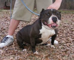 Dog Featured Image