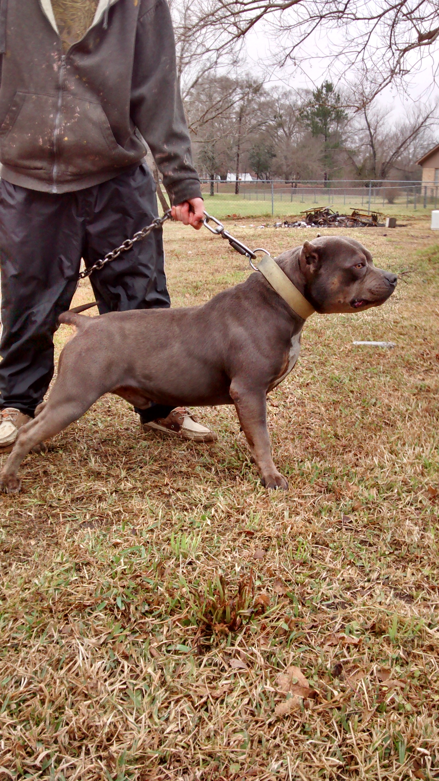Dog Featured Image