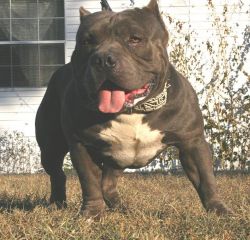 Dog Featured Image