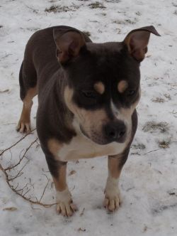 Dog Featured Image