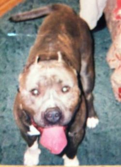 Dog Featured Image