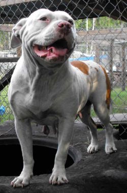 Dog Featured Image