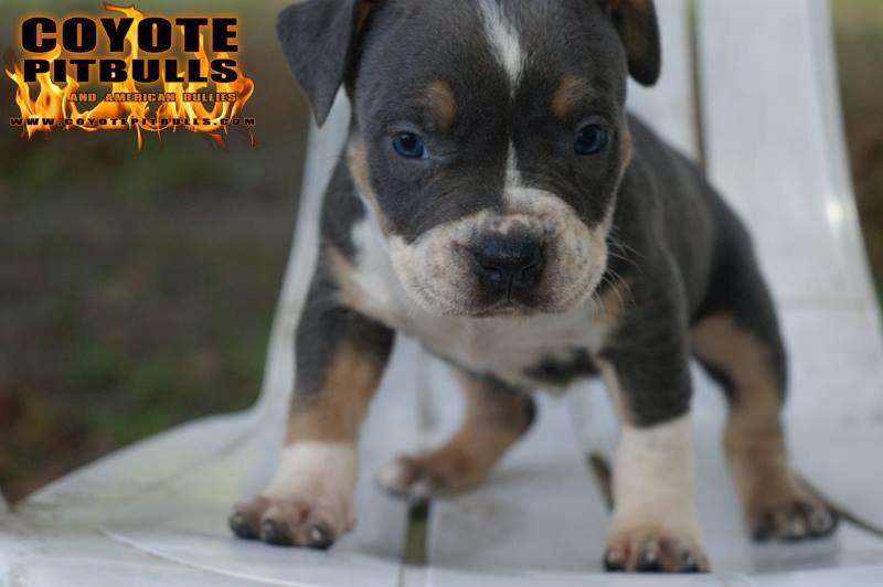 Dog Featured Image