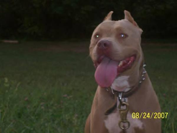 Dog Featured Image
