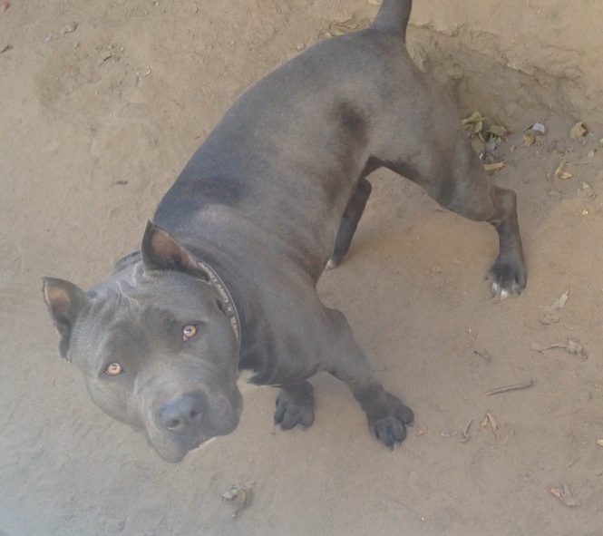 Dog Featured Image