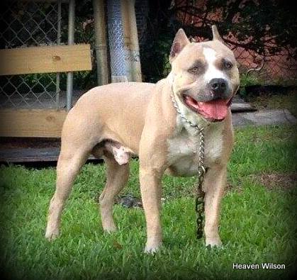 Dog Featured Image
