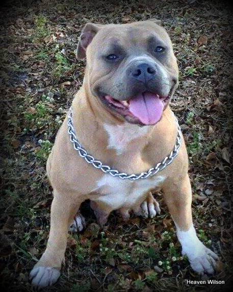 Dog Featured Image
