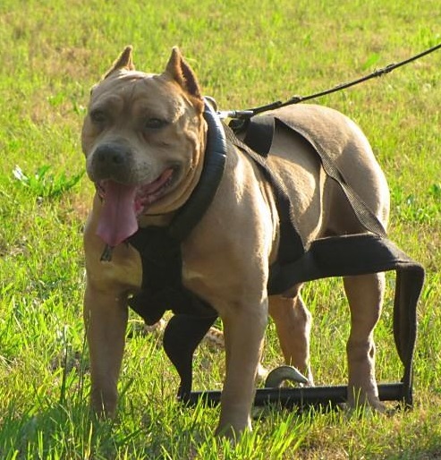 Dog Featured Image