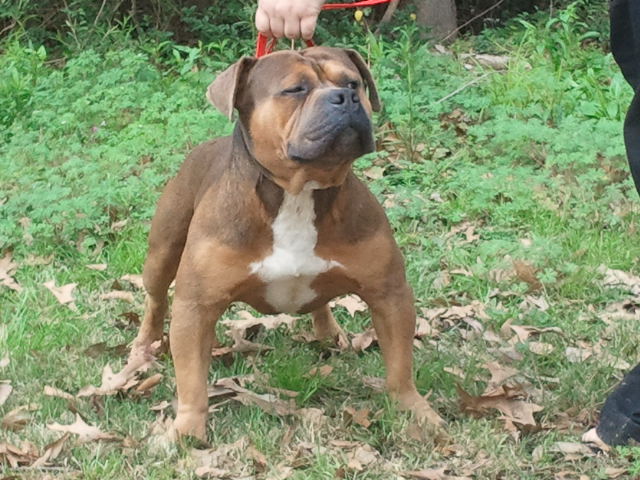 Dog Featured Image