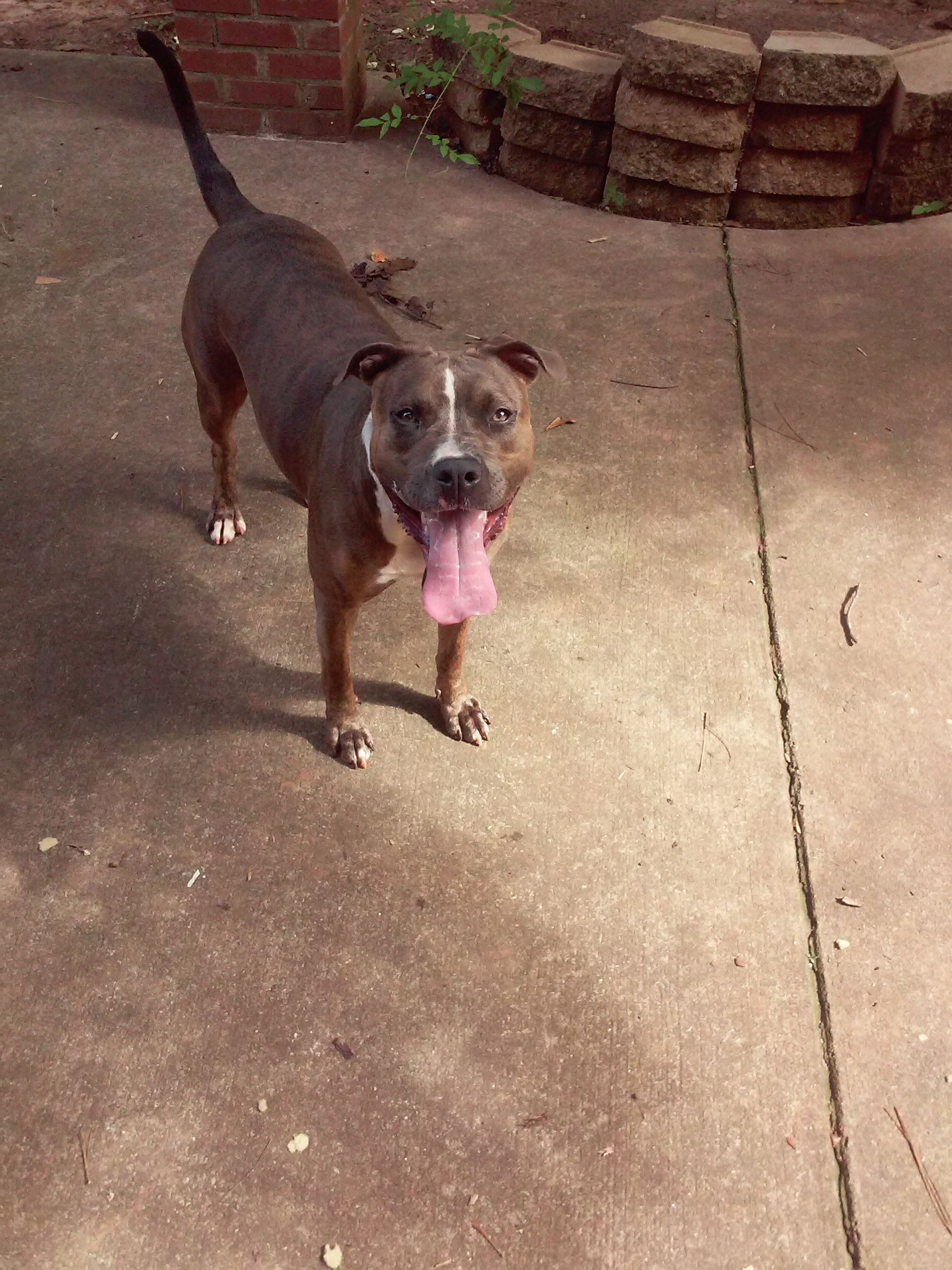 Dog Featured Image