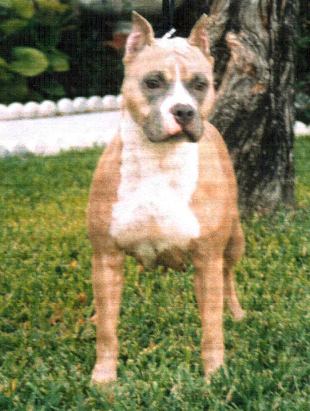Dog Featured Image