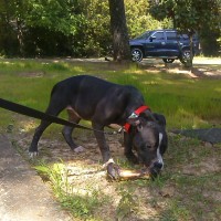 Dog Featured Image