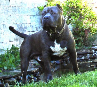 Dog Featured Image
