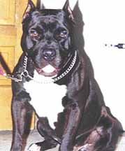 Dog Featured Image