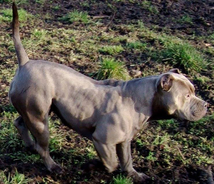 Dog Featured Image