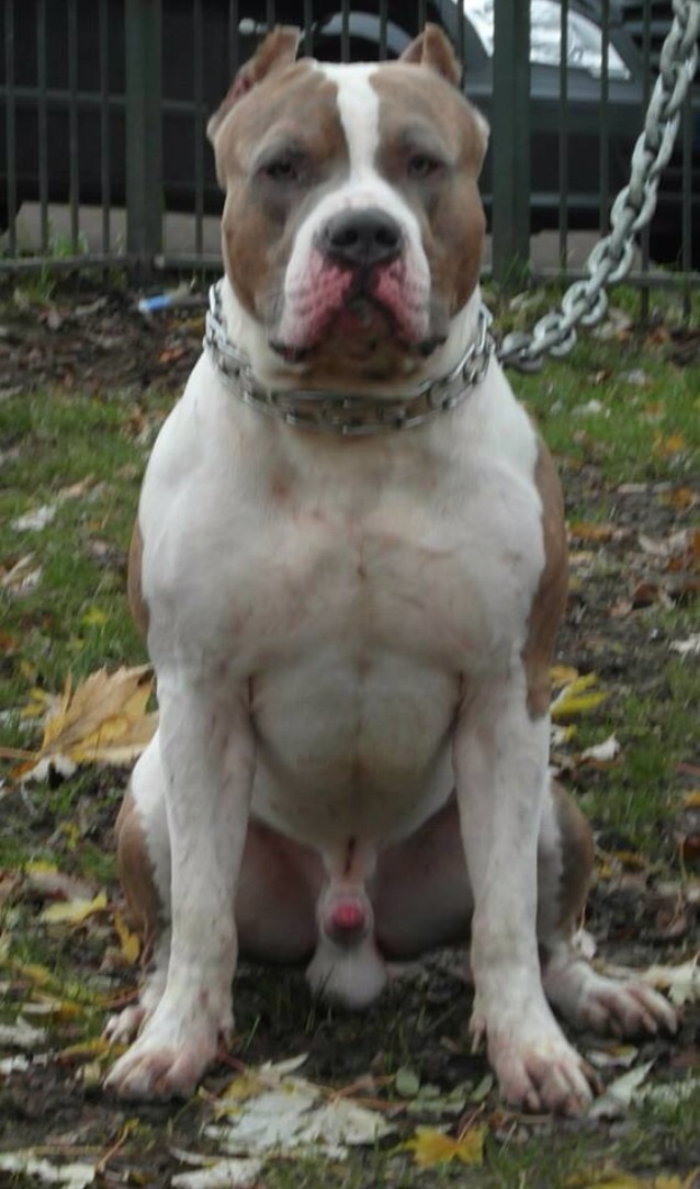 Dog Featured Image