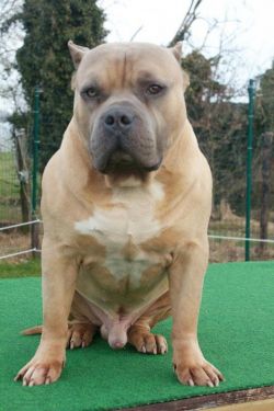 Dog Featured Image