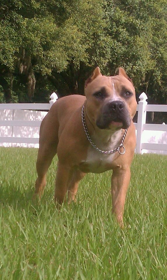 Dog Featured Image