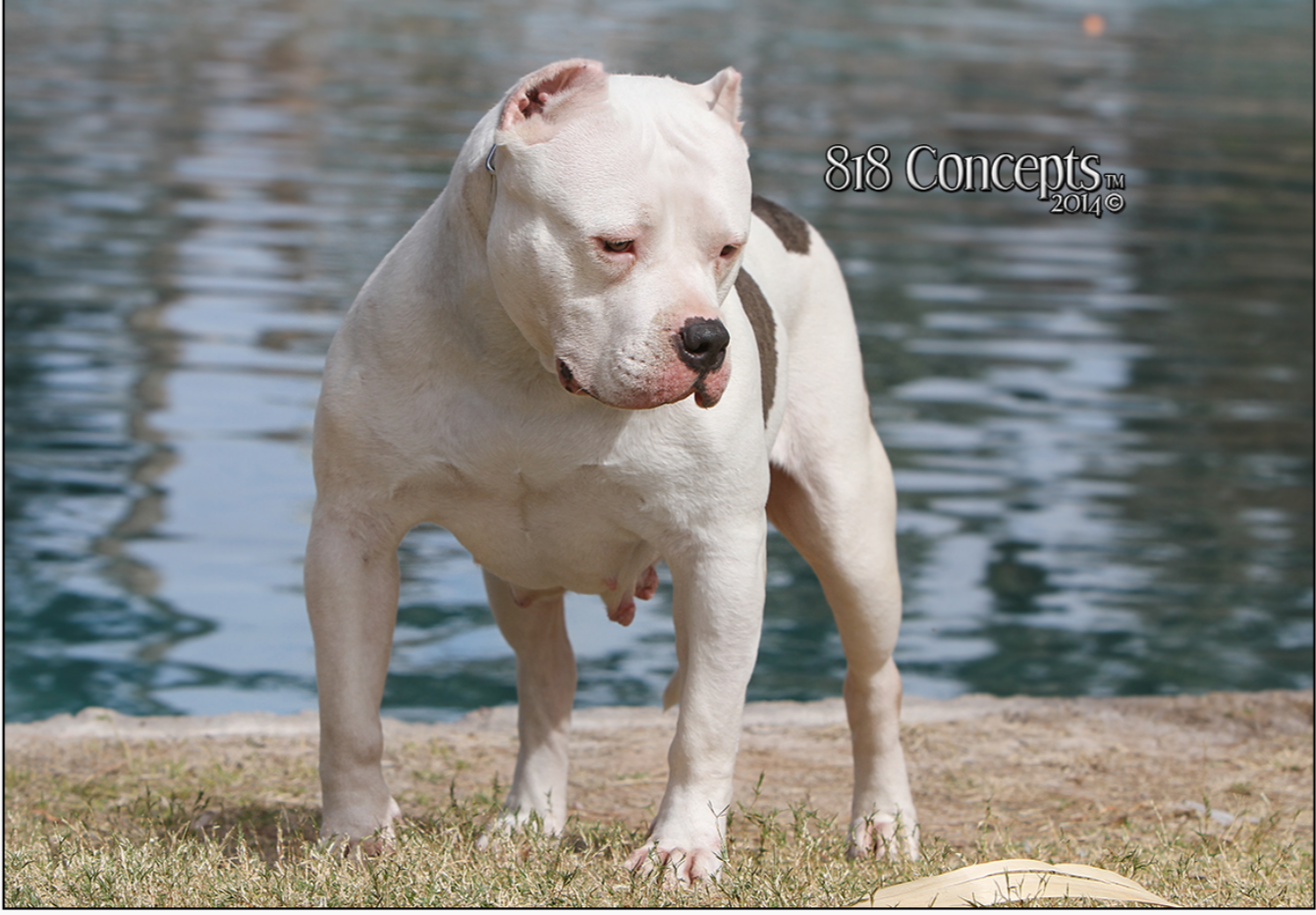 Dog Featured Image