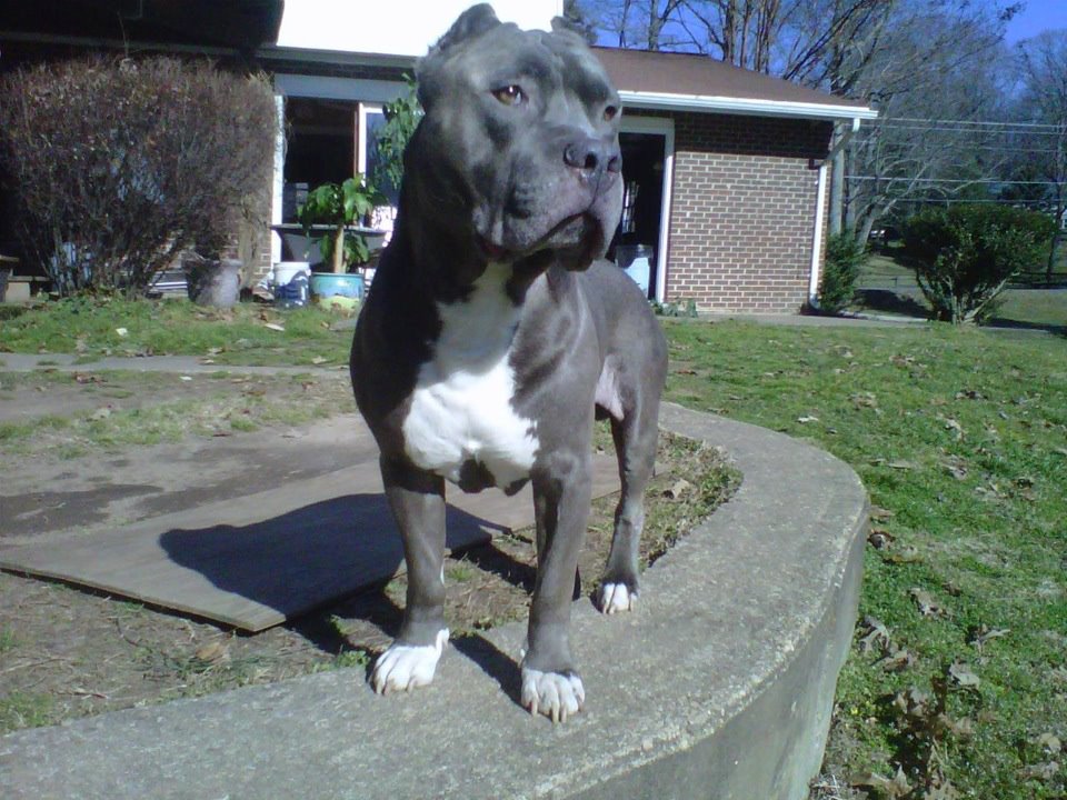 Dog Featured Image