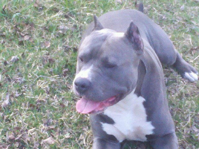 Dog Featured Image