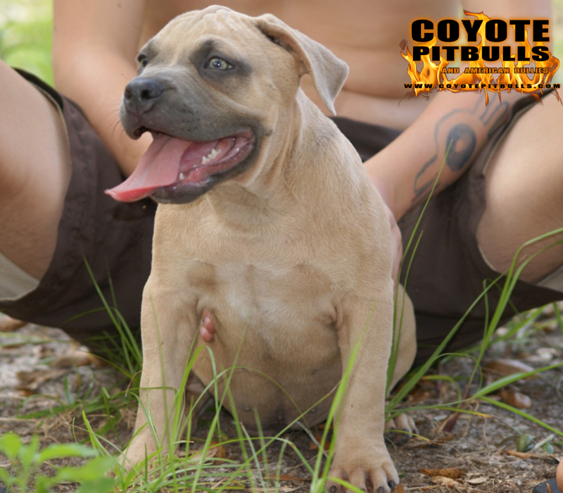 Dog Featured Image