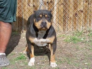 Dog Featured Image
