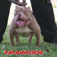 Dog Featured Image