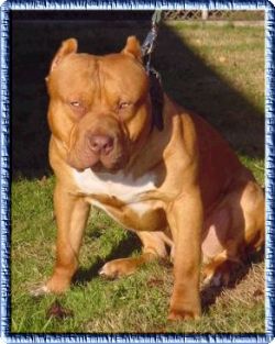 Dog Featured Image